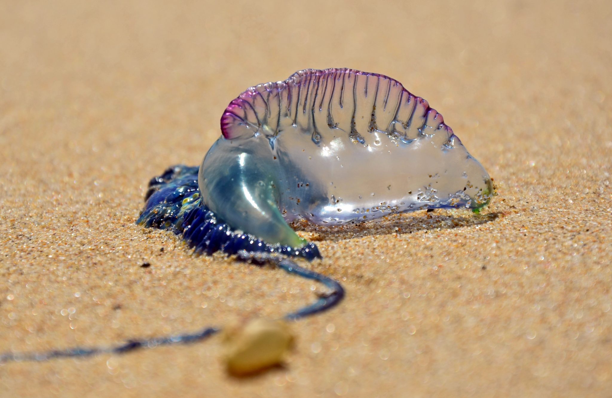 Portuguese Man-o-War Facts: Habitat, Diet, Conservation & More
