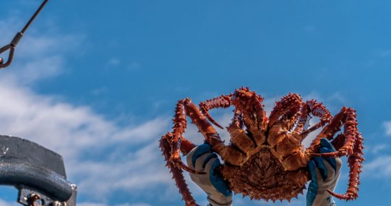 expert distinguish red and blue king crab difference