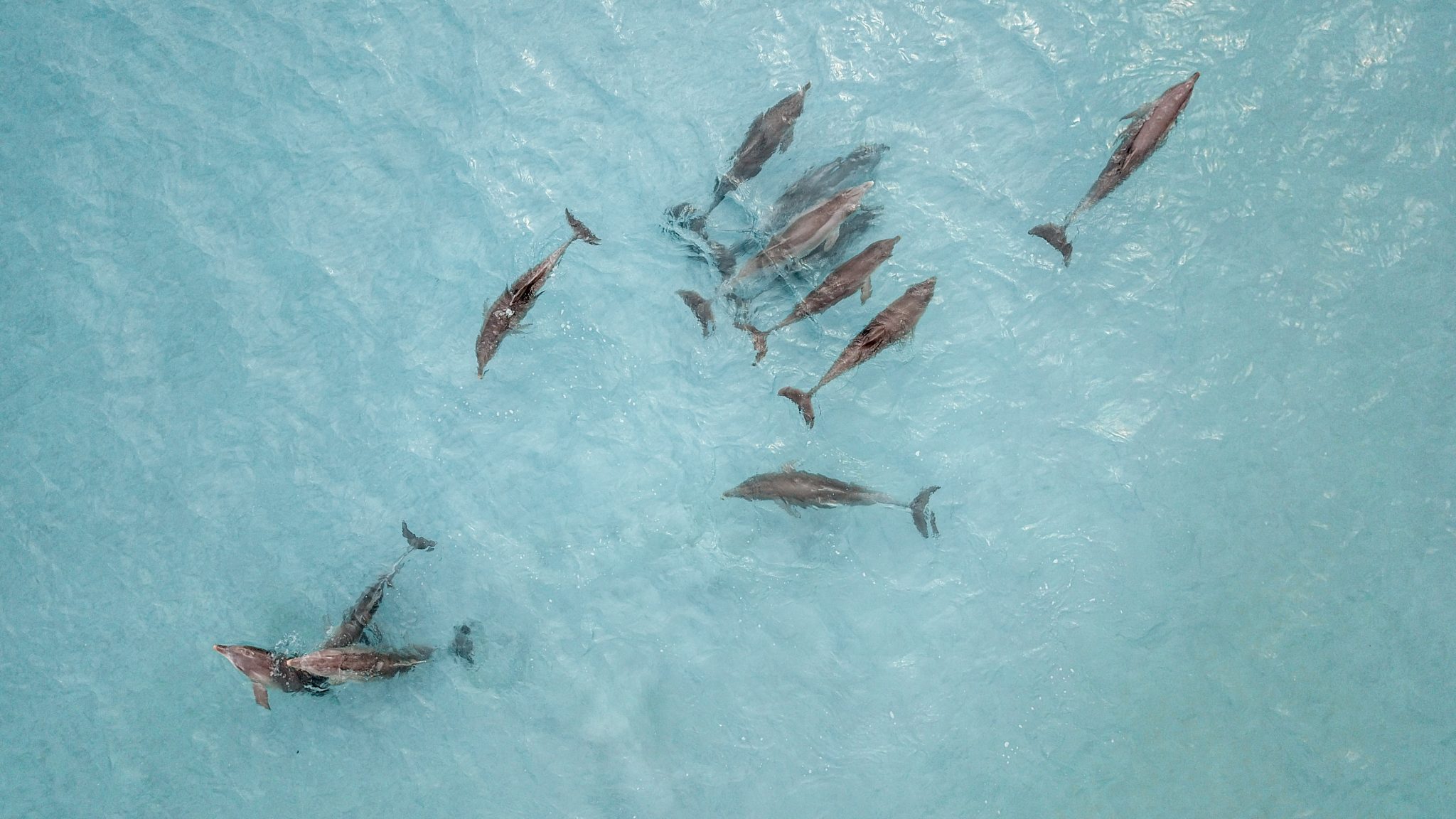 Dolphins main image 1