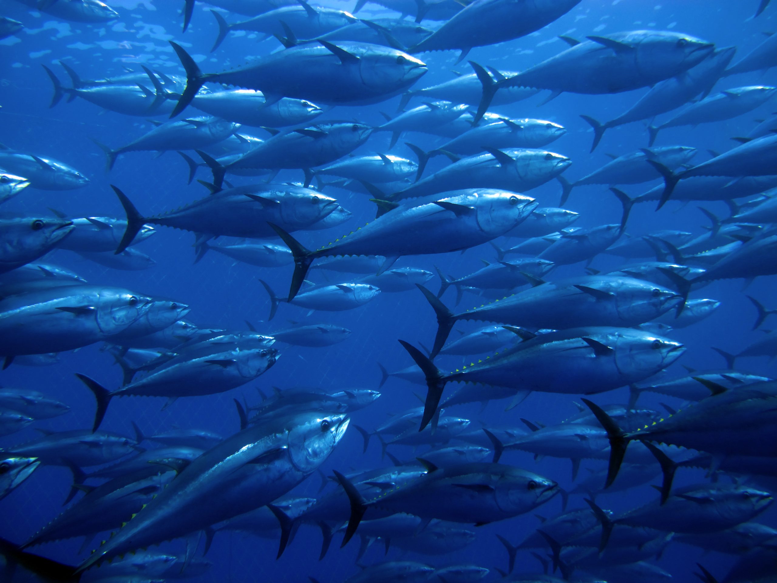 Atlantic Bluefin Tuna Facts Habitat Diet Conservation More Atlantic Bluefin Tuna Facts Habitat Diet Conservation More