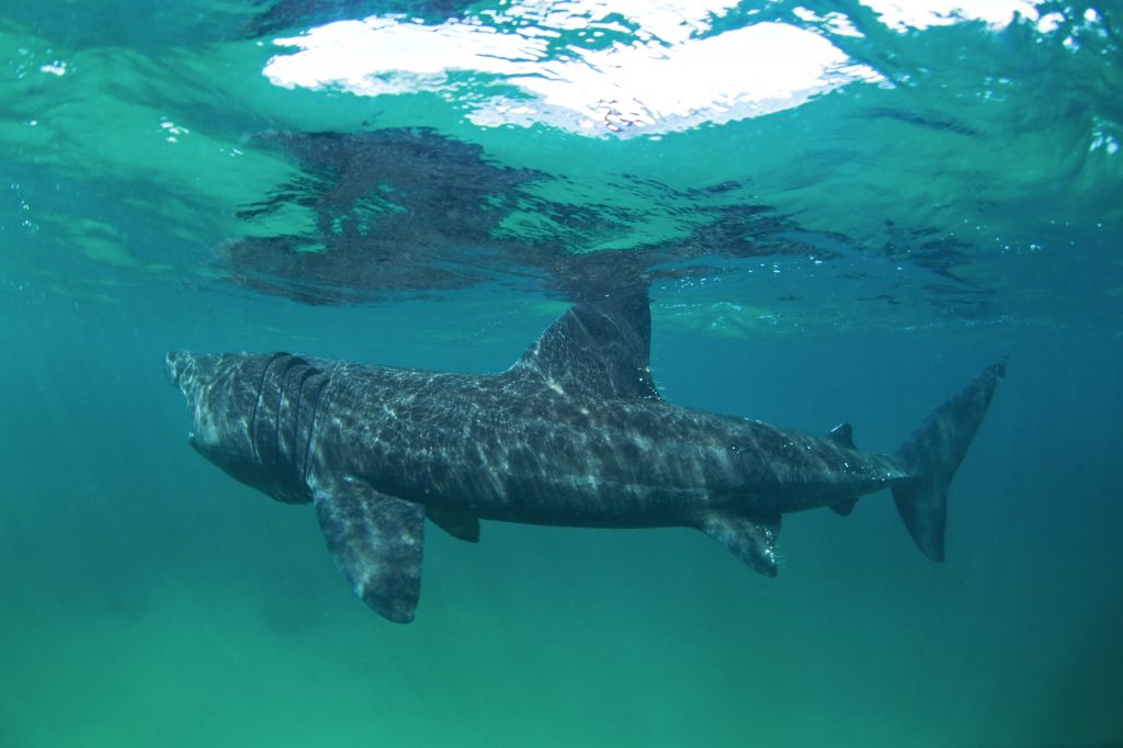 basking shark swimming underwater spending rest of lifespan