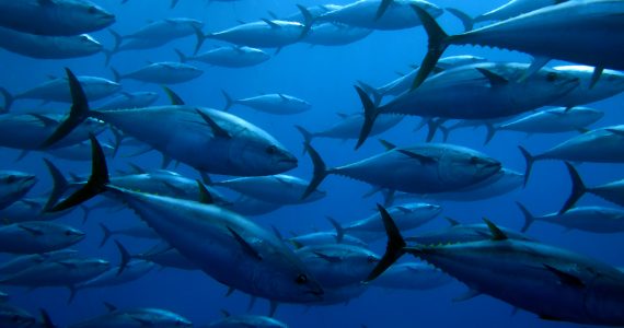 short pectoral fins on bluefin tuna