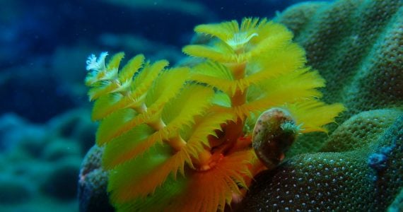 christmas tree worms in tropical oceans as decomposers