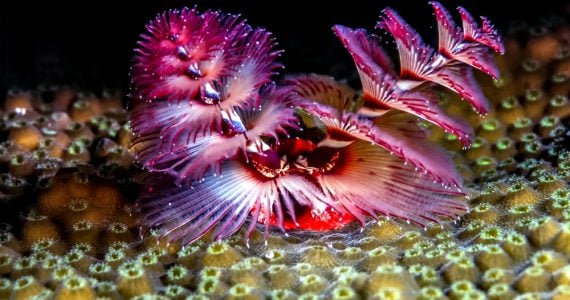 Are Christmas tree worms endangered?