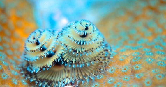 Are Christmas tree worms poisonous?