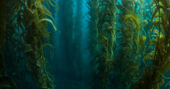 What is a kelp forest?