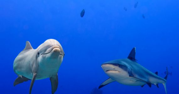 dolphin shark difference near surface of water