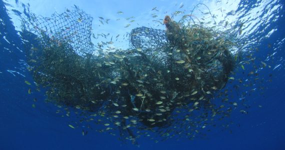 overfishing cause harmful effects in caught fish