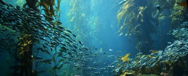 animals underwater live in kelp forests