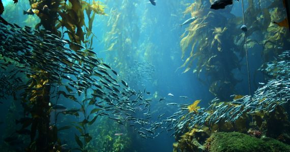 animals underwater live in kelp forests