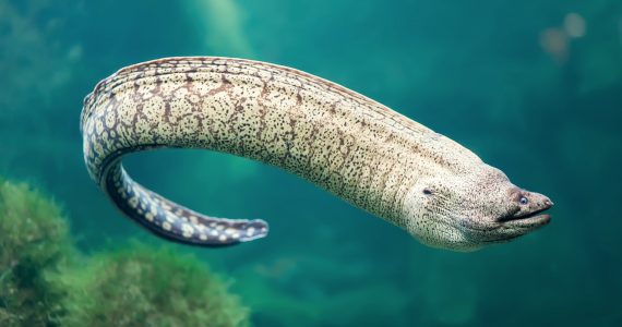 eels fish animal in marine waters
