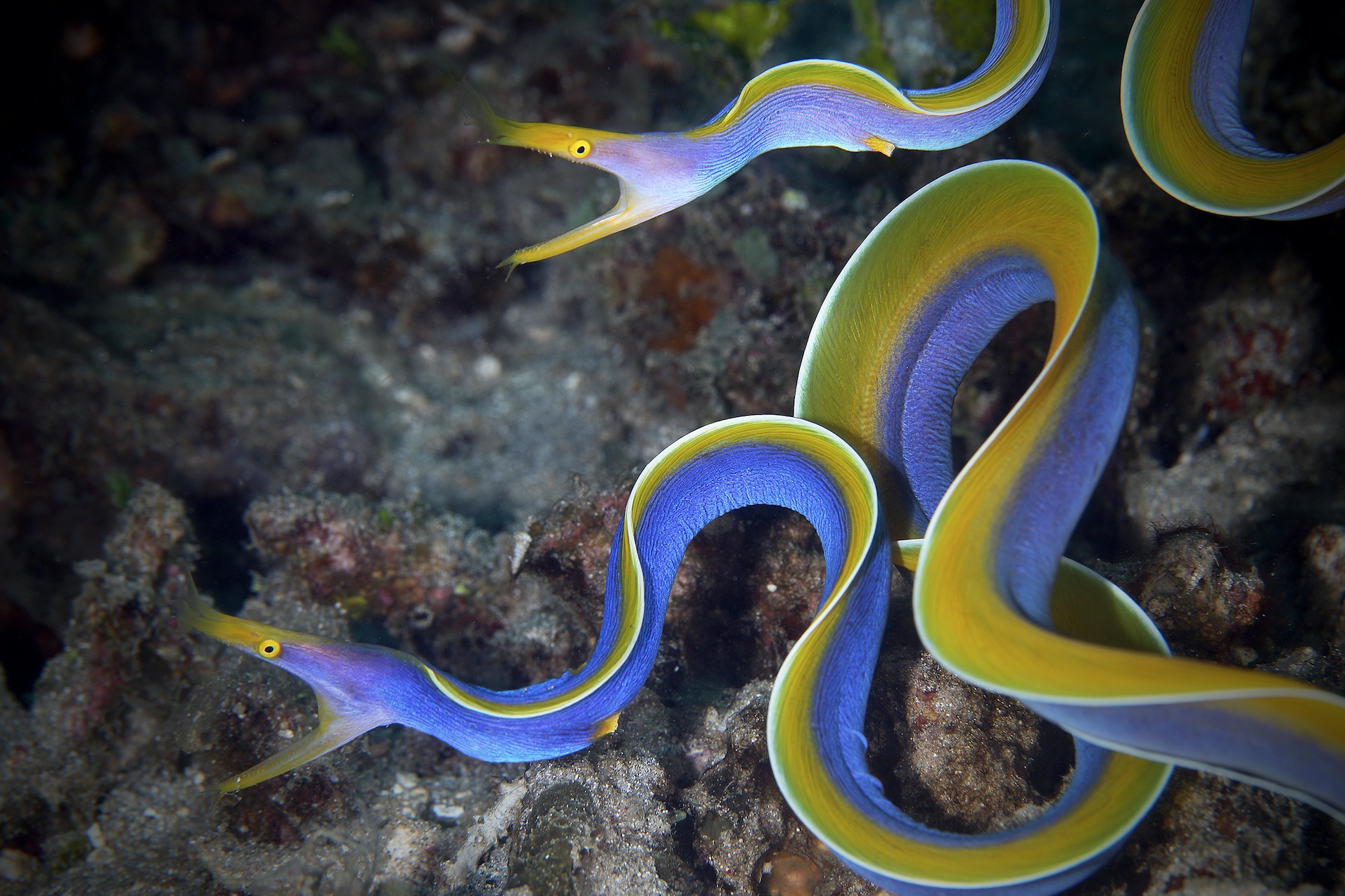 Are Eels Fish American Oceans Are Eels Fish American Oceans