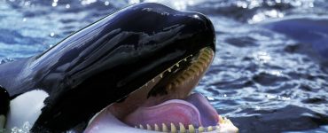 killer whale jaws looks like a shark