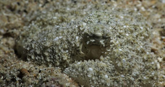 octopus camouflaging and changes its color to hide