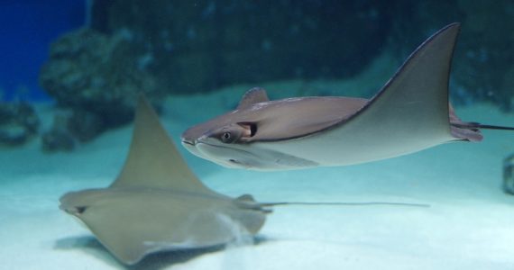 stingrays of class chondrichthyes fish class type underwater