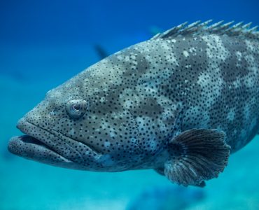 atlantic goliath grouper epinephelus itajara swimming in saltwater