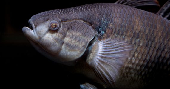 prehistoric coelacanth creatures with special jaw hinge