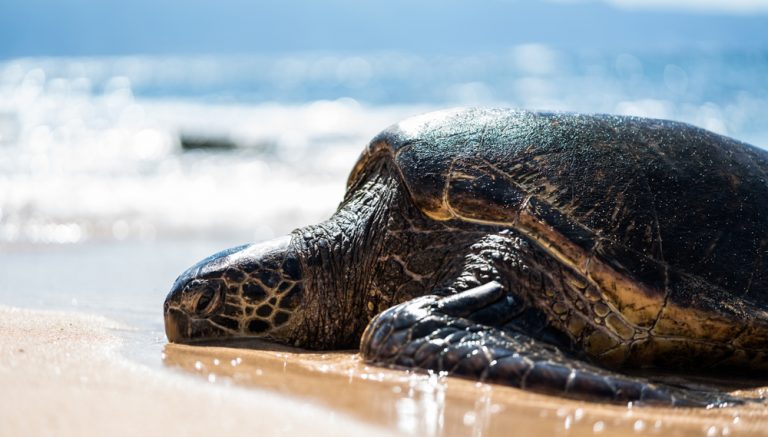 Sea Turtle Using Shell As Protection Are Sea Turtles Able To Hide in Their Shells? - American Oceans