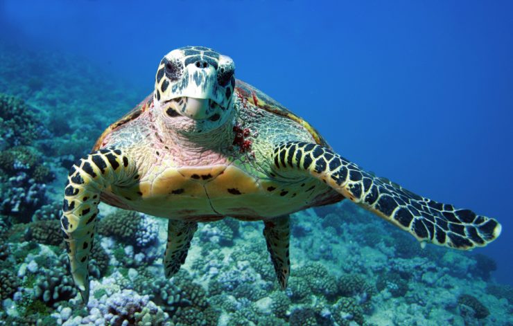 Sea Turtle Using Shell As Protection Are Sea Turtles Able To Hide in Their Shells? - American Oceans