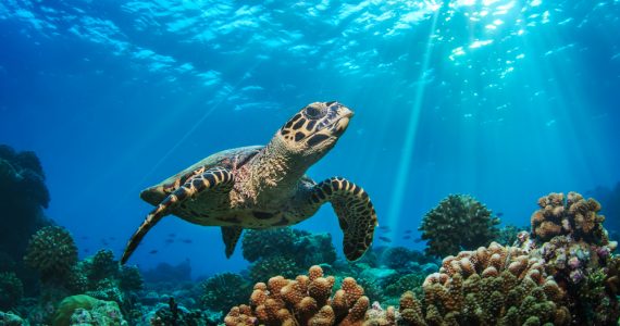 can sea turtles retract into shell