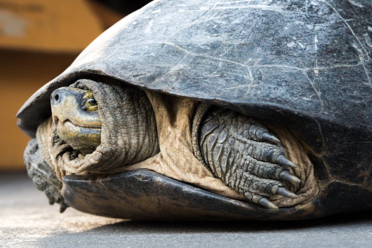 Sea Turtle Using Shell As Protection Are Sea Turtles Able To Hide in Their Shells? - American Oceans