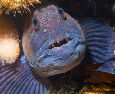 atlantic wolffish anarhichas lupus with sharp teeth
