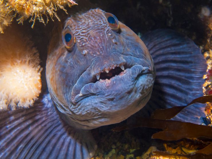 Atlantic Wolffish Fact & Information Guide - American Oceans