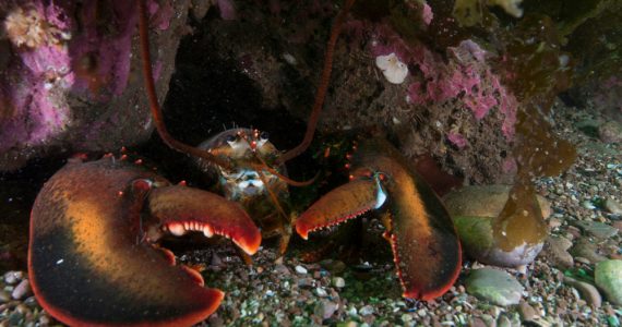 American lobster