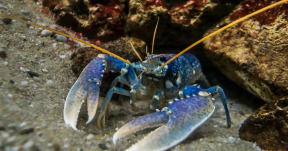 a blue american lobster