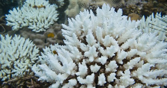 Coral bleaching underwater