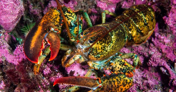 a foraging lobster in coral