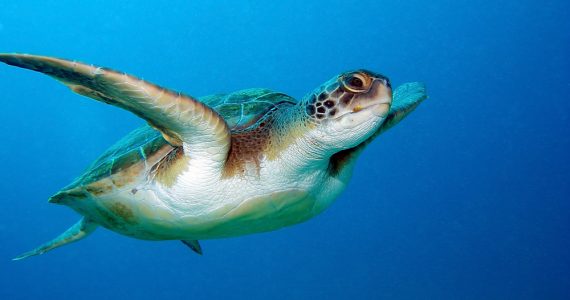 Loggerhead sea turtle, Caretta caretta