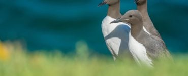 common murre