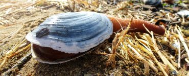 geoduck