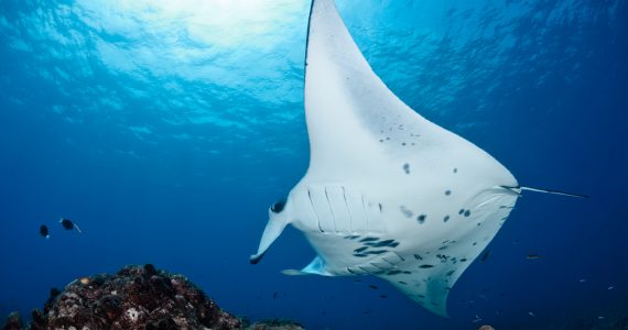 giant manta ray