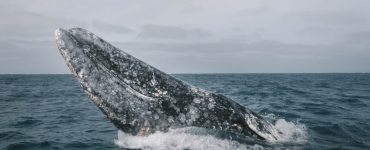 gray whale