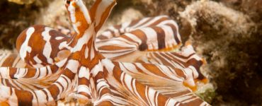 larger pacific striped octopus