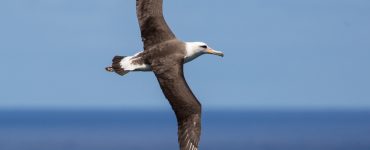 laysan albatross