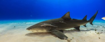 lemon shark negaprion brevirostris underwater community