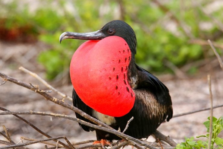Magnificent Frigatebird Facts & Information Guide - American Oceans
