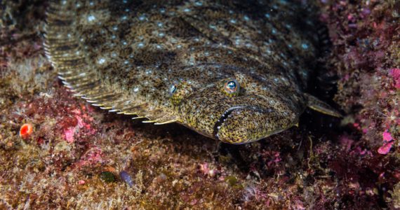 pacific halibut flatfish wide diamond-shaped body appearance