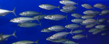 pacific sardine