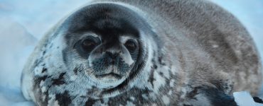 ringed seal