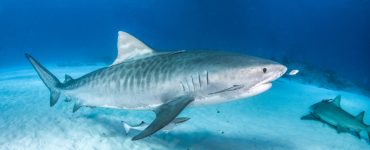 apex predator tiger shark galeocerdo cuvier threatened
