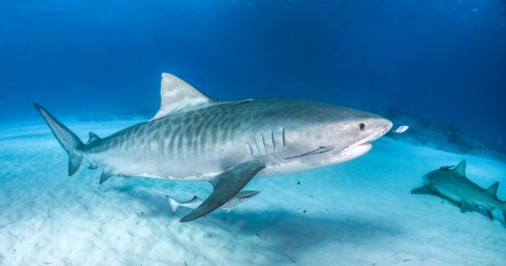 apex predator tiger shark galeocerdo cuvier threatened