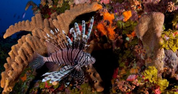 Lionfish swimming near corals