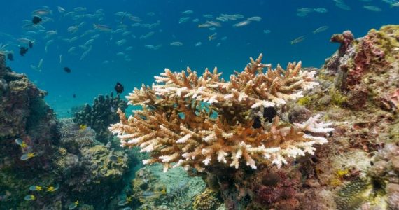 Corals eroded by acid on water