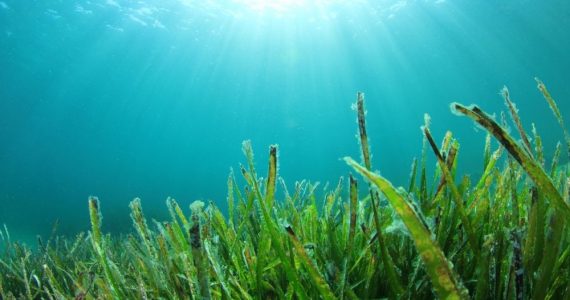 seaweed growing into the deep sea