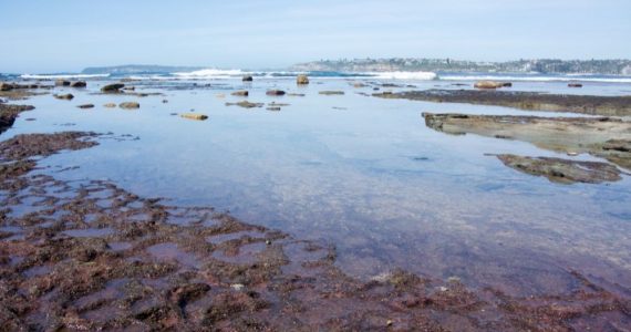 The intertidal zone with washed up seaweed on shore