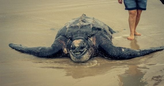 Leatherback turtle crawling on shore